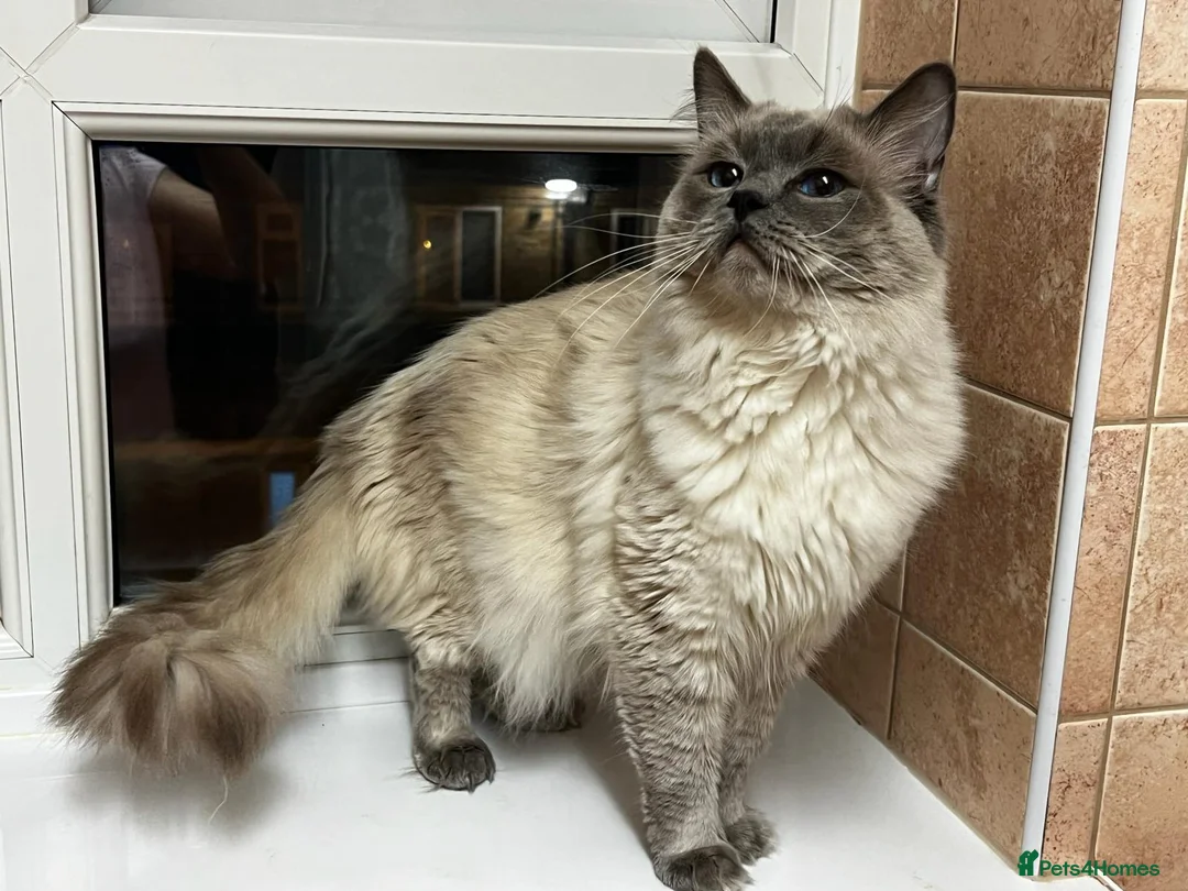 Ragdoll cats for stud: GCCF registered Proven Blue Point stud in London - Advert 7