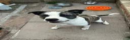 Akita dogs for sale: 🐾🐾🐕AKITA CROSS FOR  SALE 🐕🐾🐾 in Tamworth - Advert 1