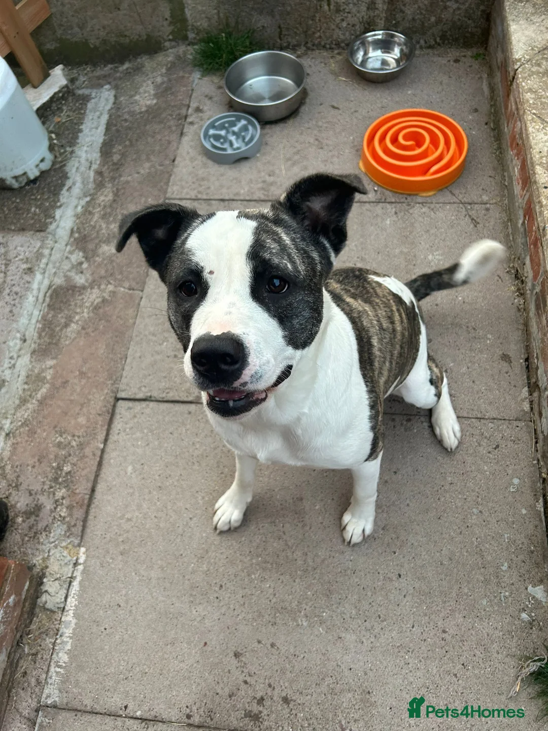 Akita dogs for sale: 🐾🐾🐕AKITA CROSS FOR  SALE 🐕🐾🐾 in Tamworth - Advert 1