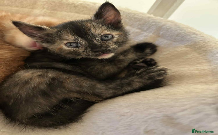 Mixed Breed cats - Advert 4