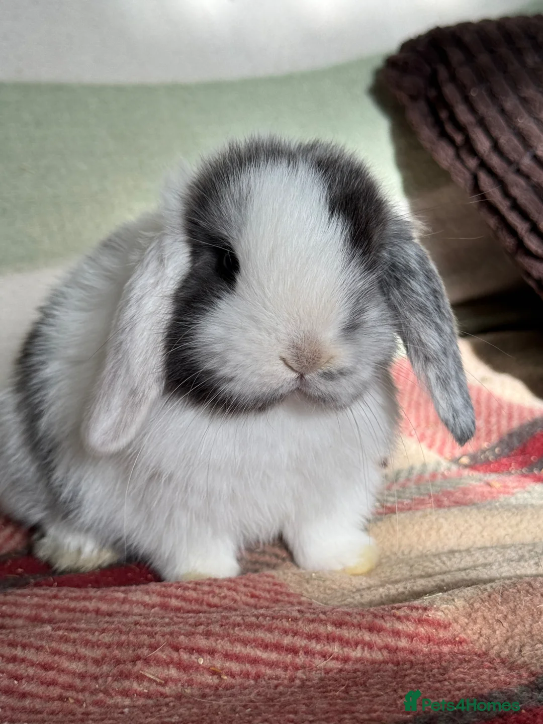 Mini Lop rabbits for sale: Gorgeous mini lop babies *vaccinated* - Advert 1