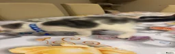Mixed Breed cats for sale:  Mix British short hair kitten  - Advert 13