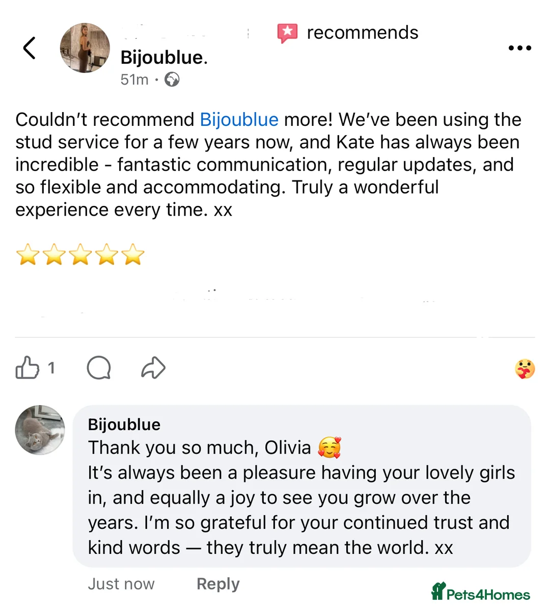 British Shorthair cats for stud: ⭐️ Two Imported Powerhouse Studs ⭐️ in London - Advert 30