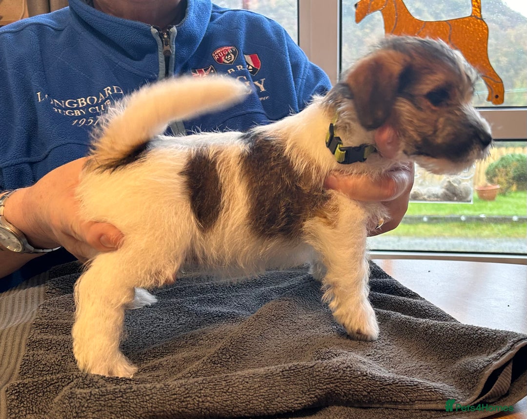 Jack Russell dogs for sale: Pedigree Jack Russell Terriers - Image 21