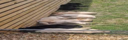 Labrador Retriever dogs for sale: Labrador puppy's ready to go golden and black in Huntingdon - Advert 13