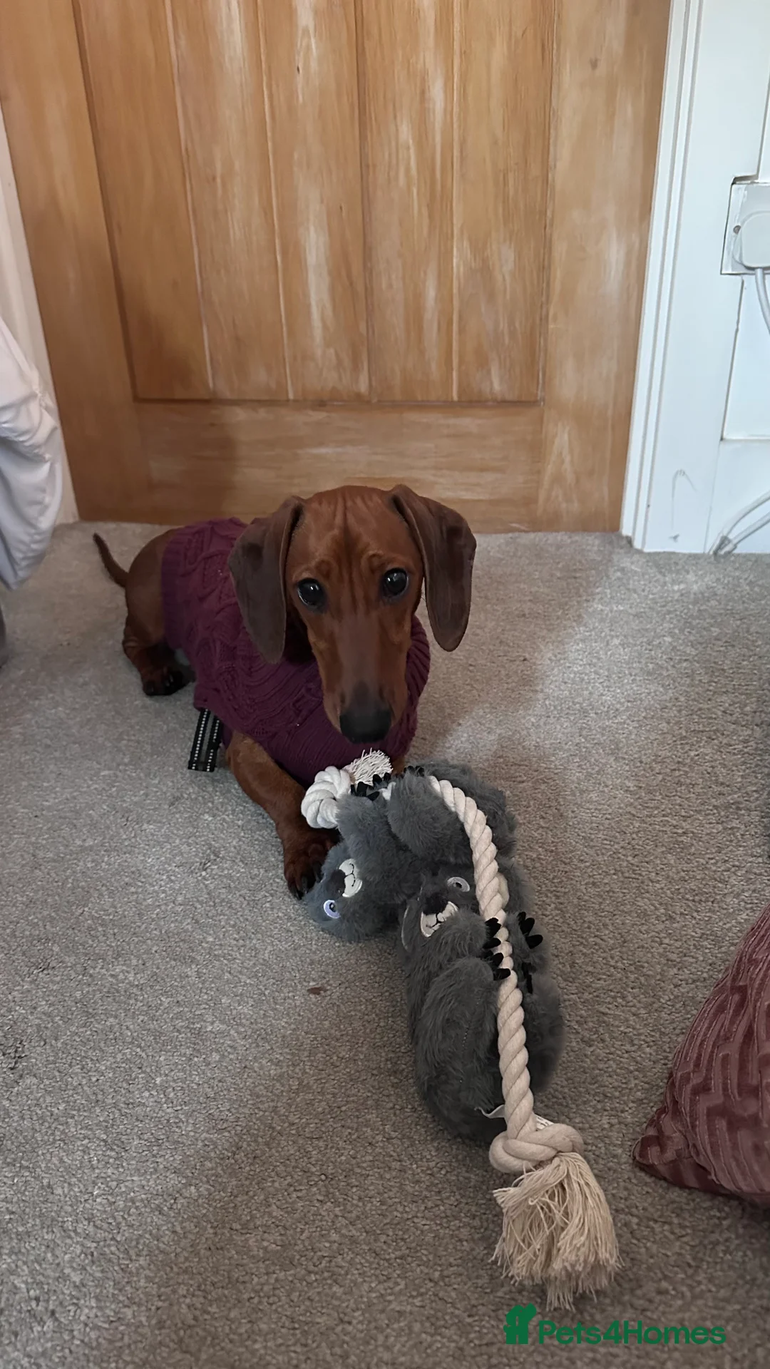 Dachshund dogs for sale: Sausage dog  - Advert 1