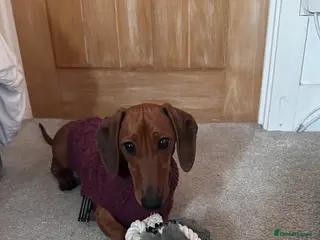 Dachshund dogs Sausage dog - Advert 2