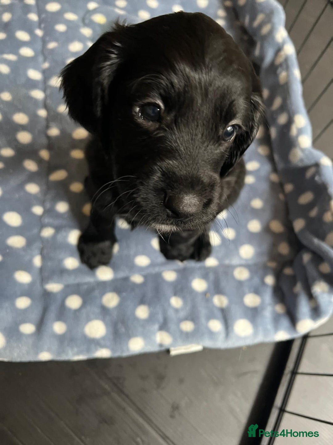 Cockapoo dogs for sale: Exceptional cockapoo pups- 1 Boy, 1 Girl left!! - Image 27