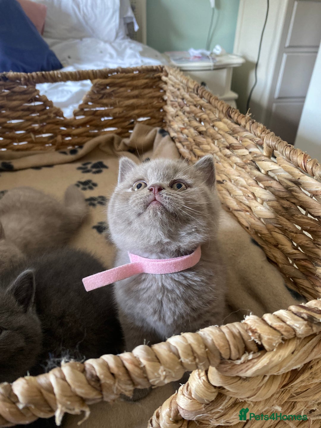 British Shorthair cats for sale: LAST 2 FEMALE kittens British shorthair kittens  in Maidstone - Image 7