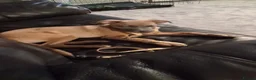 Mixed Breed dogs for sale: Belgian Malinois cross puppies for sale. - Advert 10