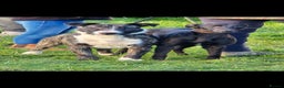 Whippet dogs for sale: Black whippet female - Advert 5