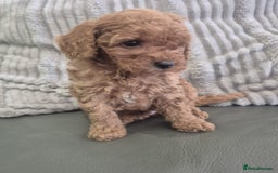 Miniature Poodle dogs for sale: KC Fox Red Miniature Poodle Boys - Image 16