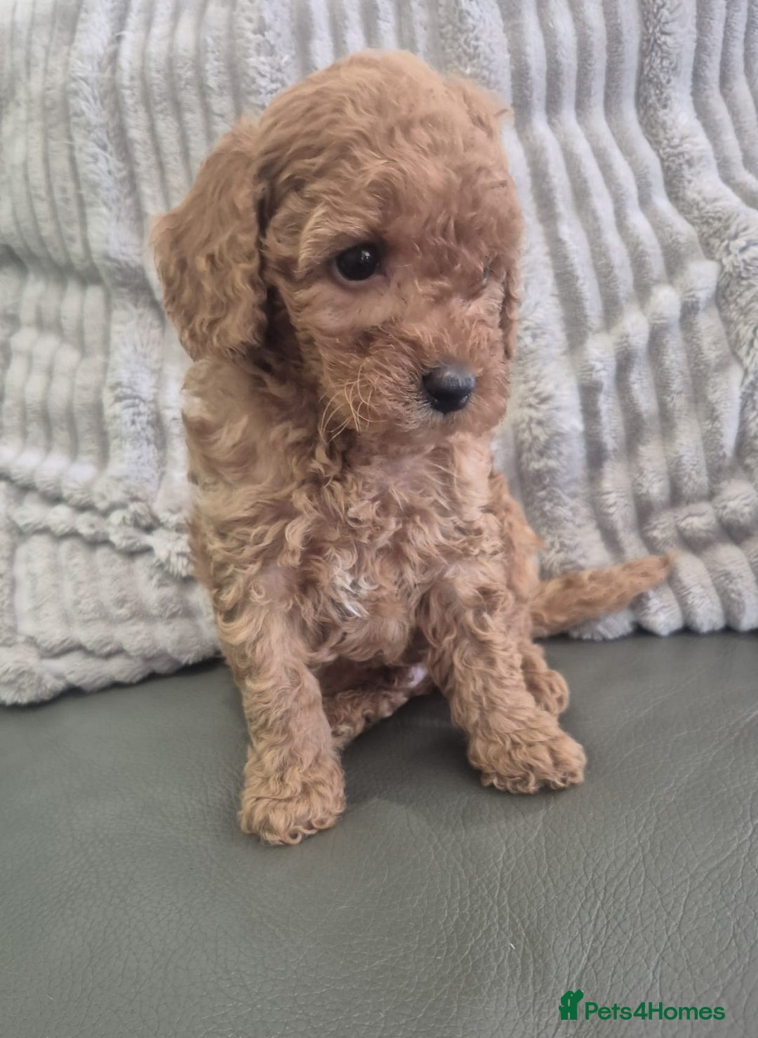 Miniature Poodle dogs for sale: KC Fox Red Miniature Poodle Boys - Image 16