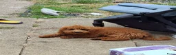 Toy Poodle dogs for sale: Beautifull red toy poodle for sale  in Derby - Advert 4