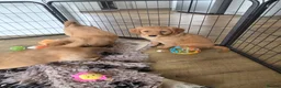 Nova Scotia Duck Tolling Retriever dogs for sale: 💛 Beautiful Golden/Nova Scotia puppies 💛 - Advert 5