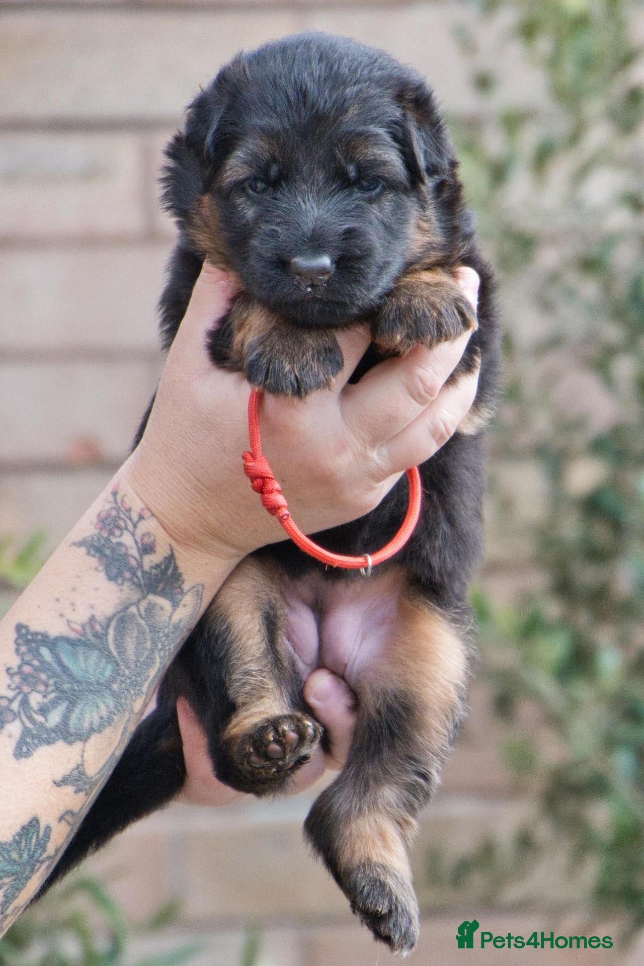 German Shepherd dogs for sale: KC, DM clear, health tested, German Shepherds  - Advert 2