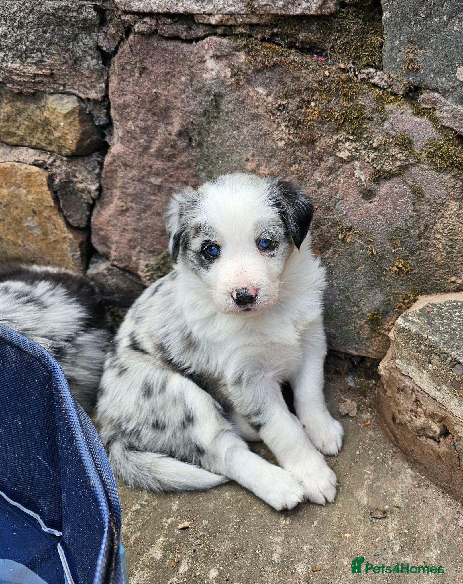 Border Collie dogs Stunning Border Collie Puppies - Advert 1