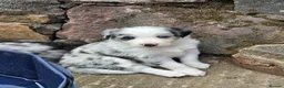 Border Collie dogs for sale: Stunning Border Collie Puppies - Advert 2