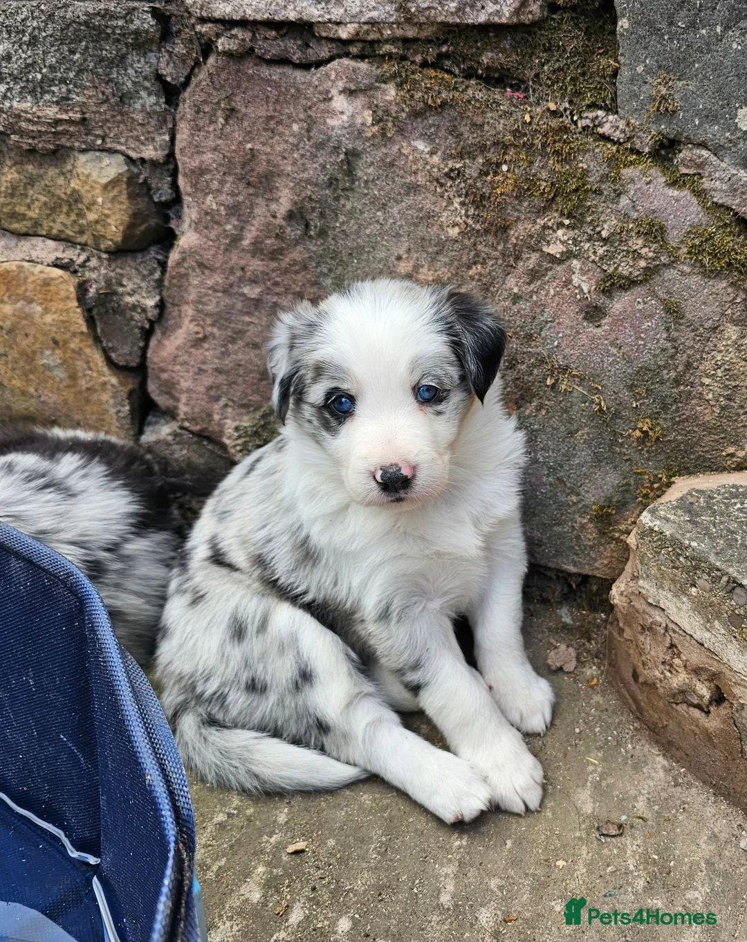 Border Collie dogs for sale: Stunning Border Collie Puppies - Advert 2