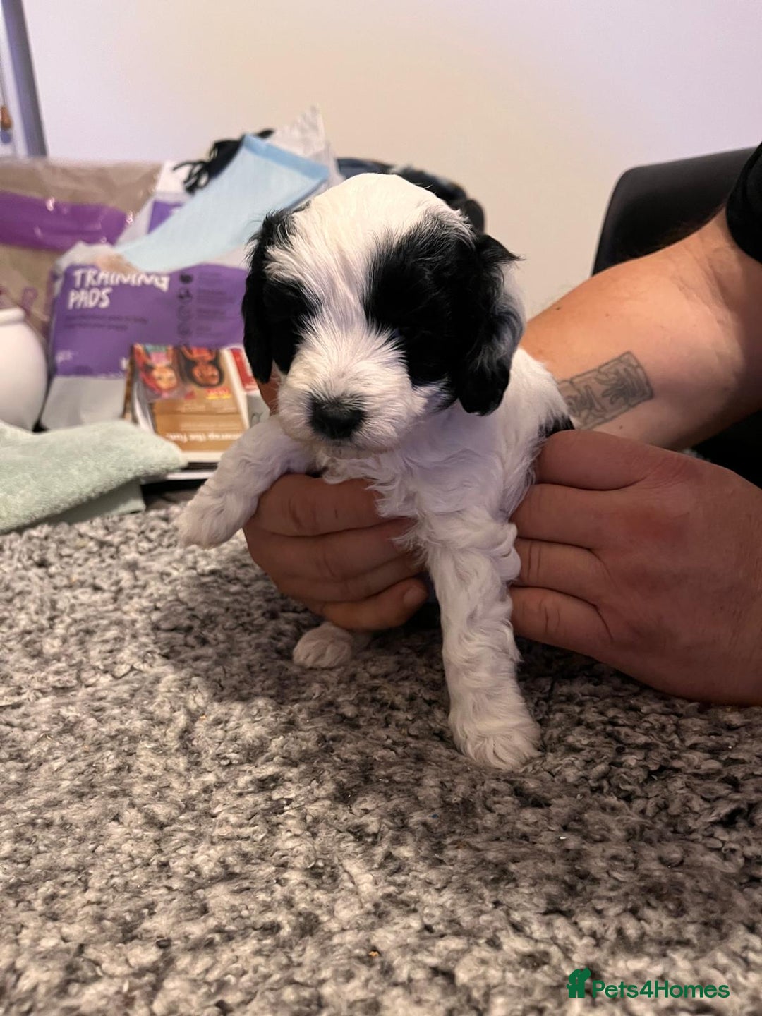 Cockapoo dogs for sale: Cockapoo puppies  - Advert 9