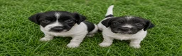 Sprocker dogs for sale: Family / Working Sproker Spaniels  - Advert 2