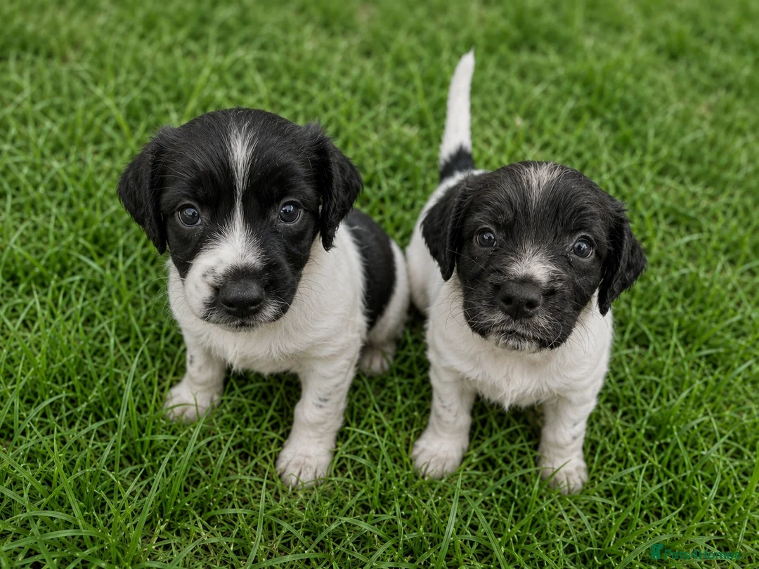 Sprocker dogs for sale: Family / Working Sproker Spaniels  - Advert 2