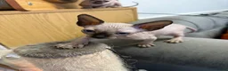 Sphynx cats for sale: sphynx canadian kittens ready to leave now  - Advert 3