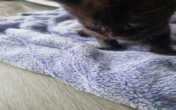 Mixed Breed cats for sale: Mixed kittens  - Image 11