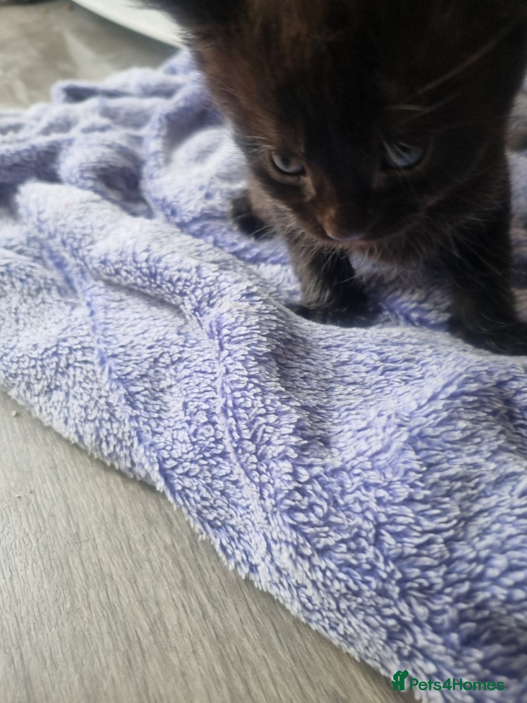 Mixed Breed cats for sale: Mixed kittens  - Image 11