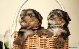 Yorkshire Terrier dogs for sale: Gorgeous Yorkshire puppies  - Image 6