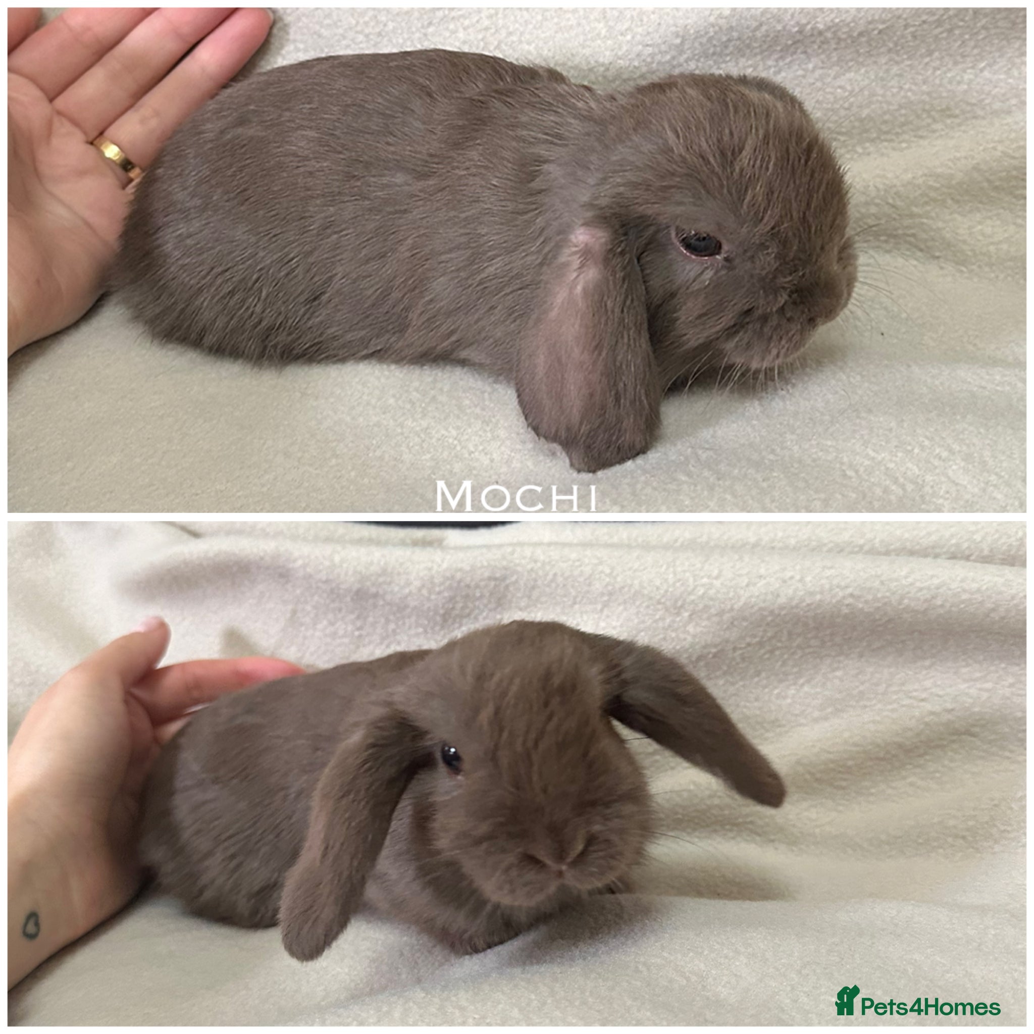 Mini Lop rabbits Last two Beautiful Chocolate Mini Lops  - Advert 18