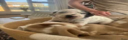 Dalmatian dogs for sale: *1 left please read* Purebred Dalmatian puppies - Advert 35