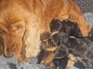 Cocker Spaniel dogs litter of true show type KC Cocker Spaniels - Advert 3