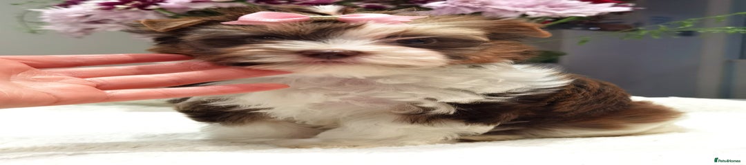 Yorkshire Terrier Puppy 5