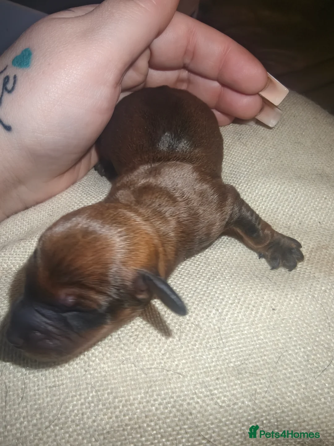 Dachshund dogs for sale: Dachshund puppies - Advert 4