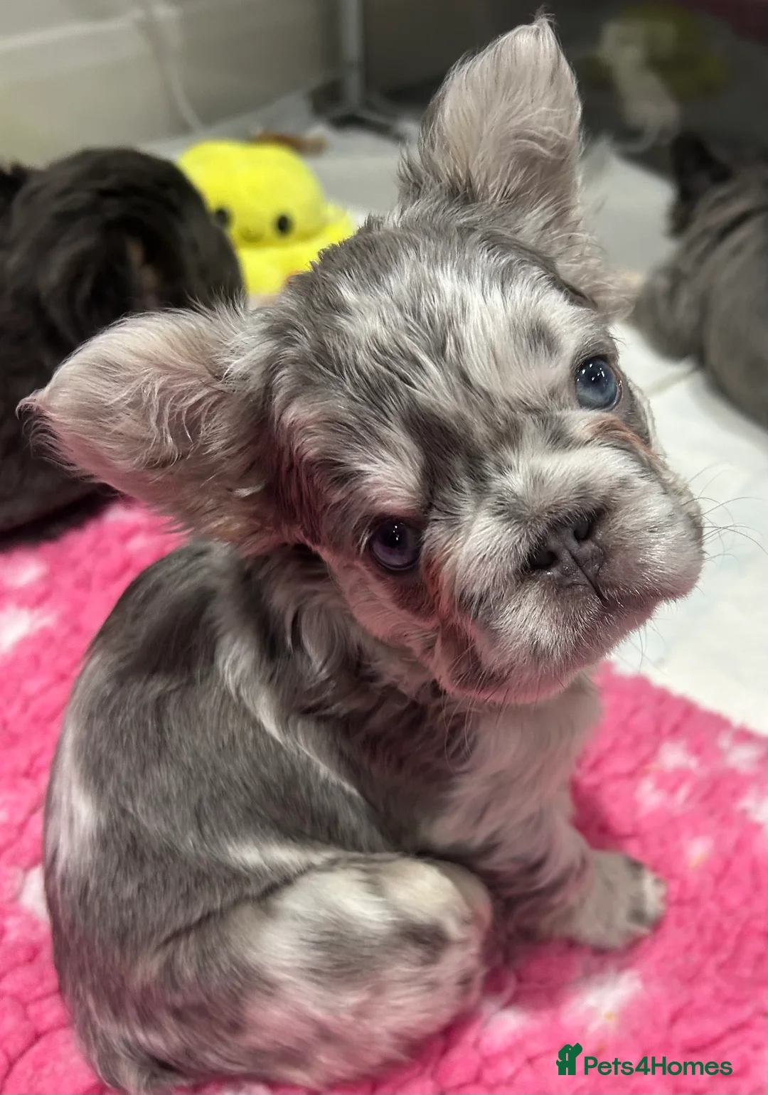 French Bulldog dogs for sale: Fluffy French bulldogs  ** s carrying pink - Advert 36