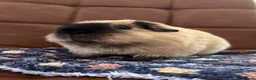 Guinea Pig rodents for sale: Male bonded guinea pigs  - Advert 4