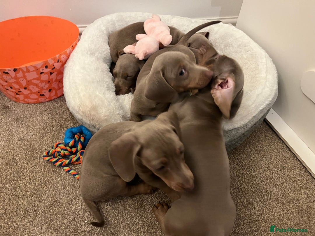 Dachshund dogs for sale: Beautiful Isabella pups exceptional quality  - Image 23