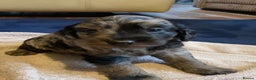 Cockapoo dogs for sale: Beautiful Blue Merle babies  - Advert 5