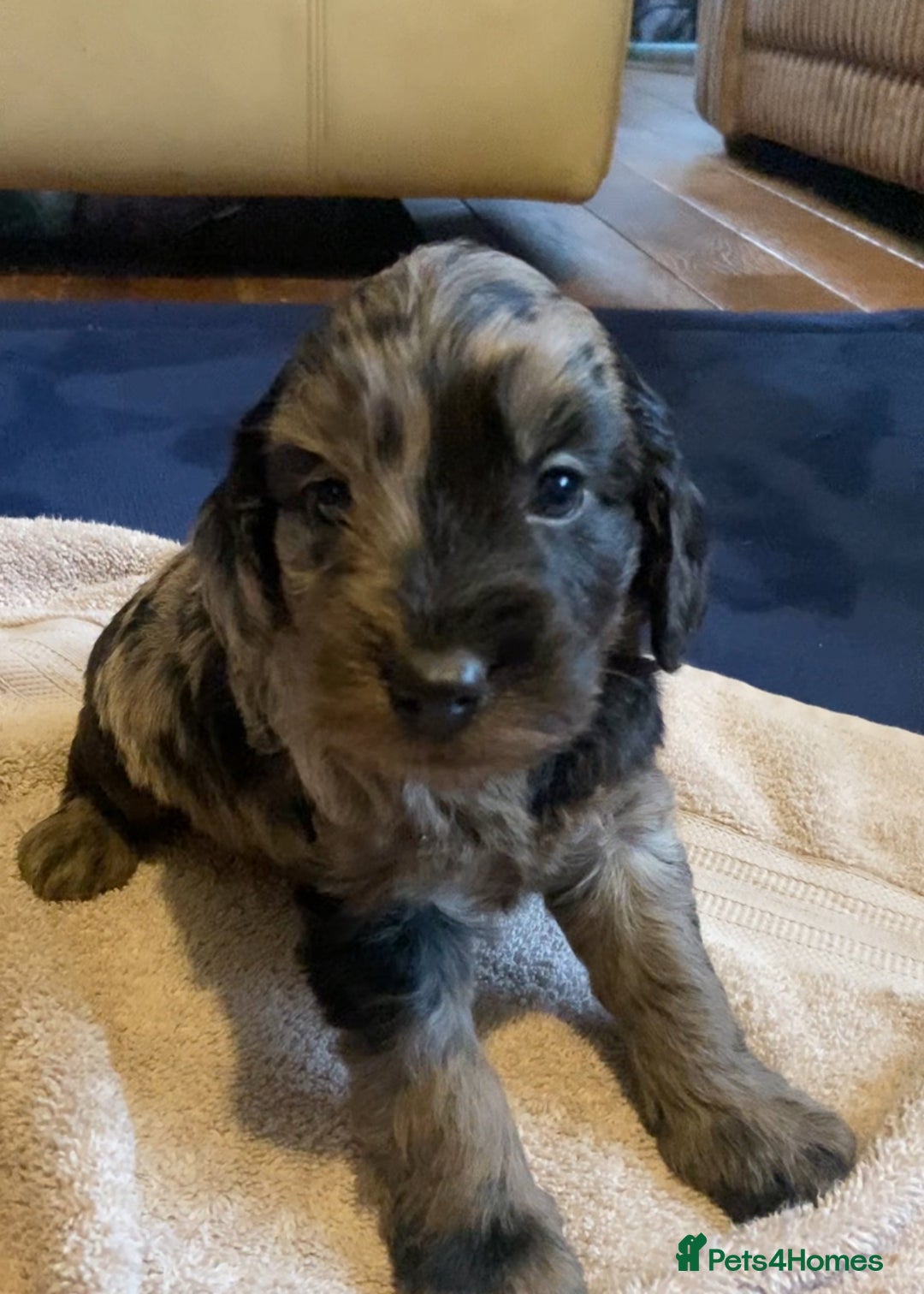 Cockapoo dogs for sale: Beautiful Blue Merle babies  - Advert 5