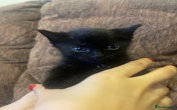 Mixed Breed cats for sale: Kittens for sale - Image 1