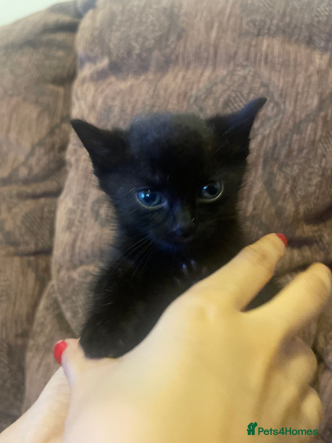 Mixed Breed cats for sale: Kittens for sale - Image 1