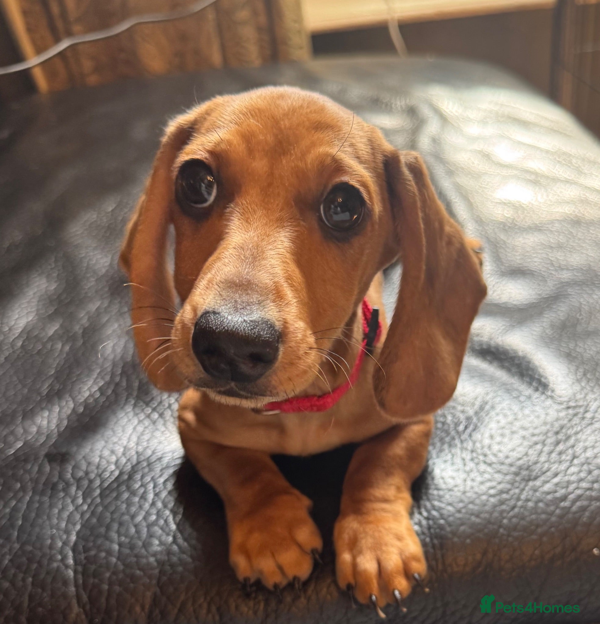 Miniature Dachshund dogs Miniature Dachshunds  - Advert 16