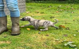 Whippet dogs for sale: SUPER KC Whippet puppies Show bred - Image 16