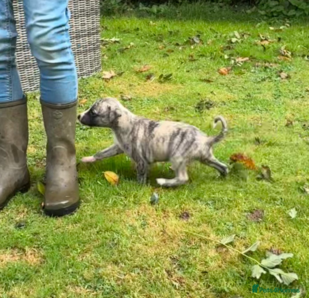 Whippet dogs for sale: SUPER KC Whippet puppies Show bred - Image 16