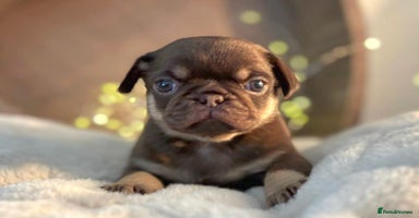 Pug dogs - Advert 3