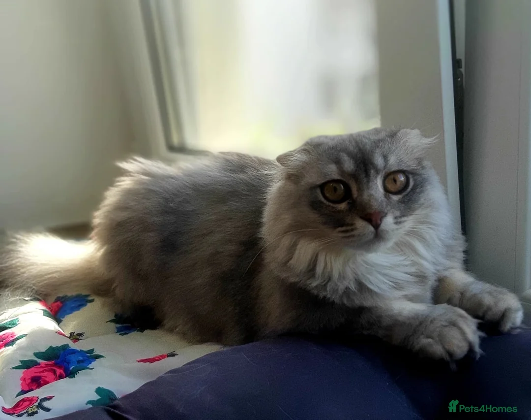 Mixed Breed cats for adoption: ❤️🐱 JASMINE – A BEAUTIFUL, GENTLE GIRL in Burton-on-Trent - Advert 1