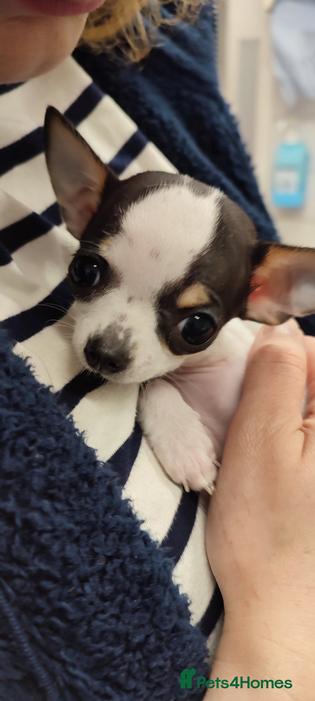 Chihuahua dogs for sale:  Tiny dog chihuahua - Advert 16