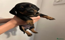 Dachshund dogs for sale: 5 stunning Dachshund puppies - Image 22