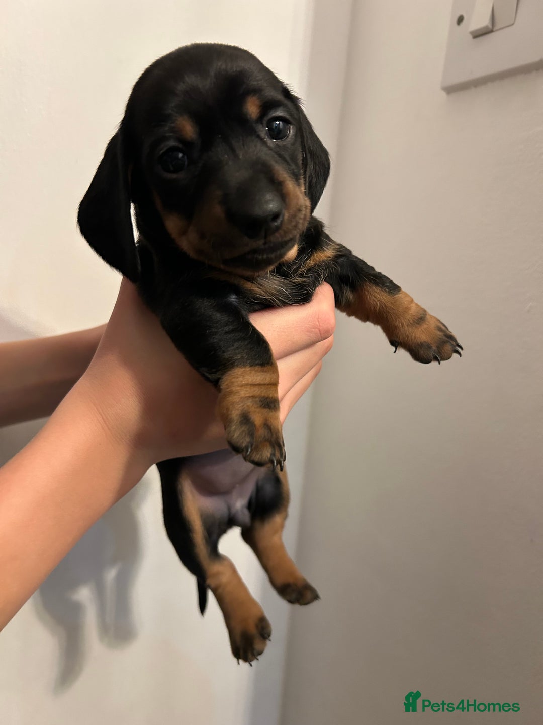 Dachshund dogs for sale: 5 stunning Dachshund puppies - Image 22